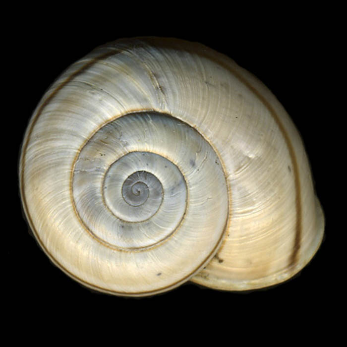 Chilostoma (Chil.) cingulatum baldense (Rossmssler, 1835)